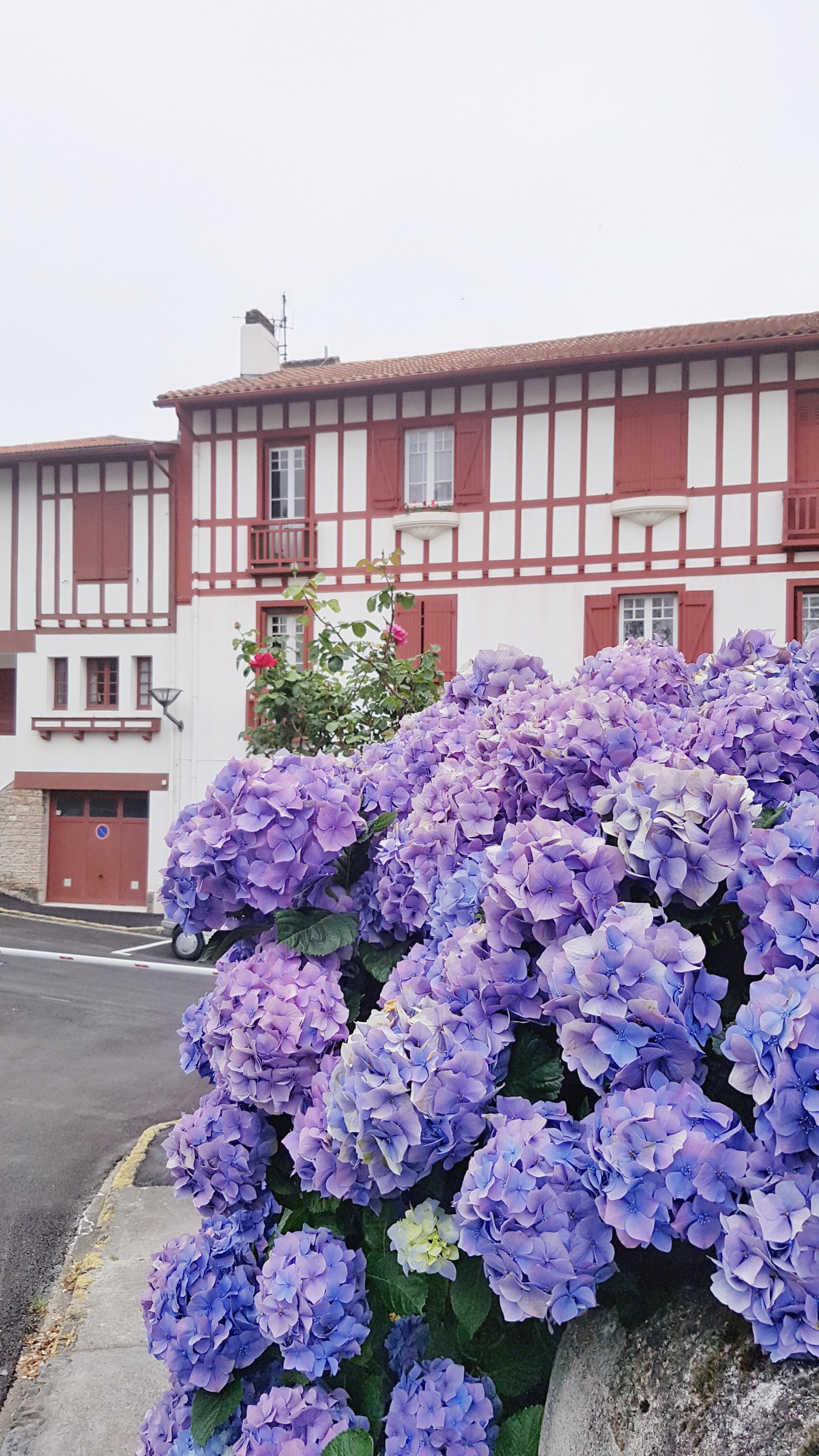 Basque country and hydrangeas