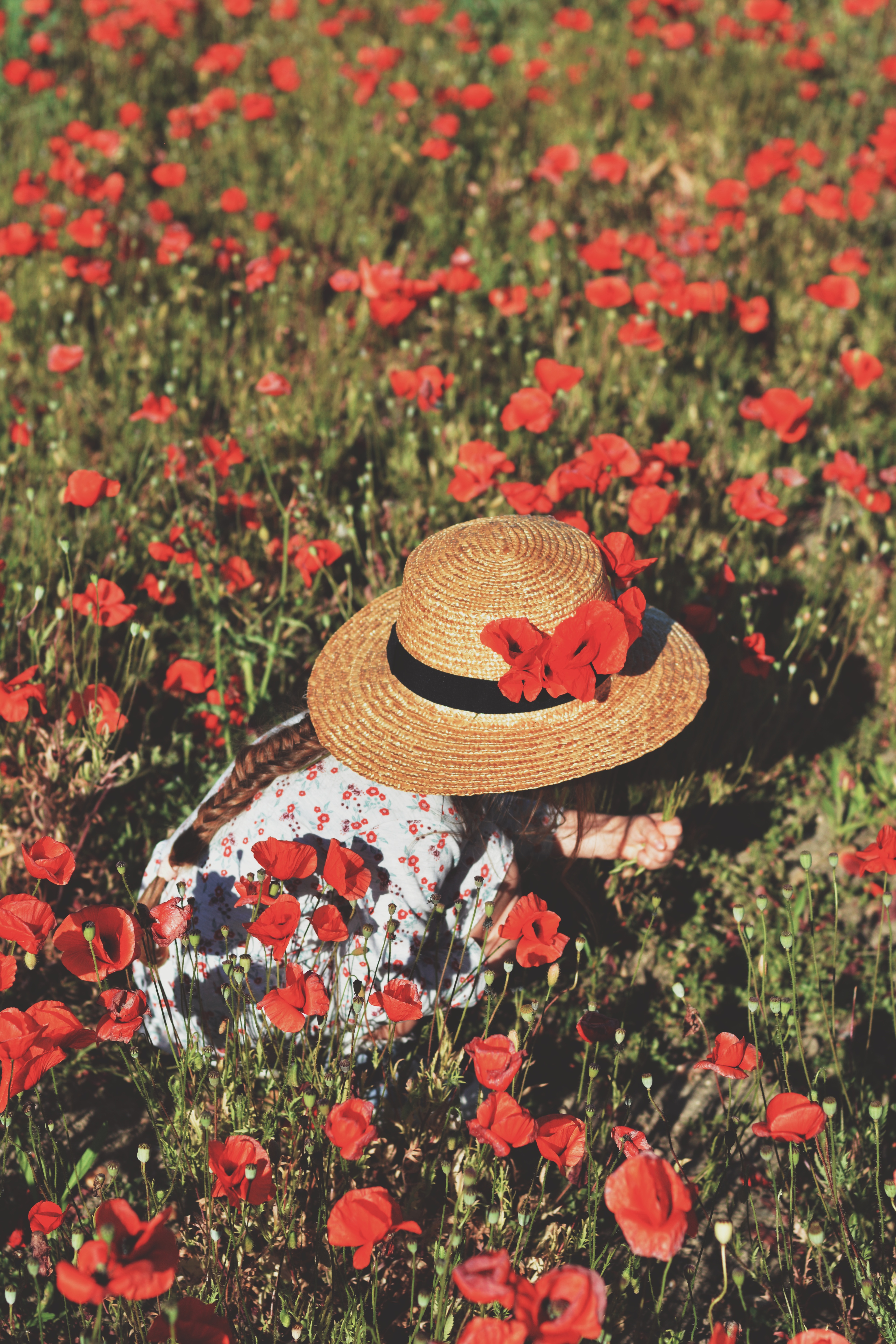 French Poppy fields