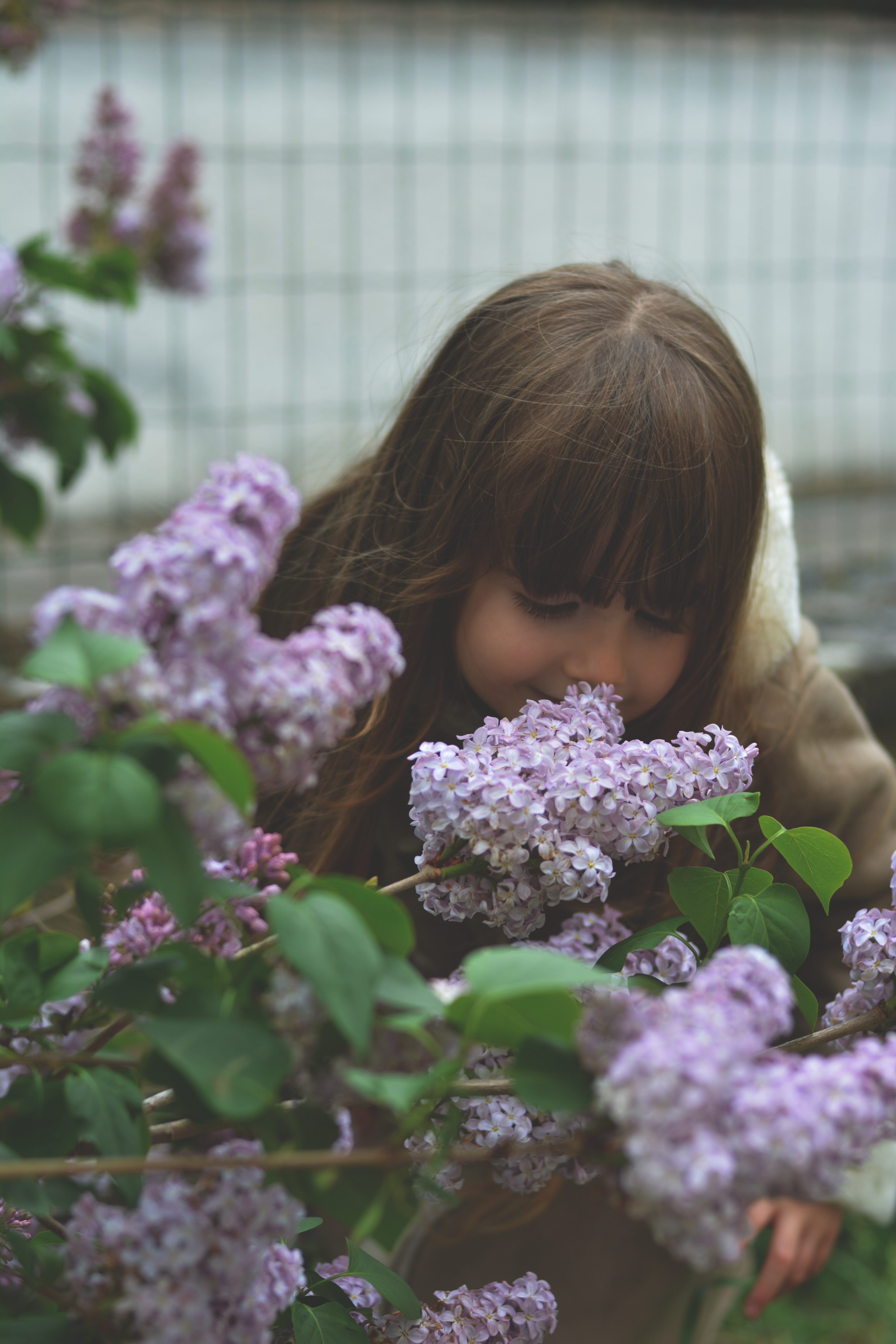 Lilac infused herbal honey