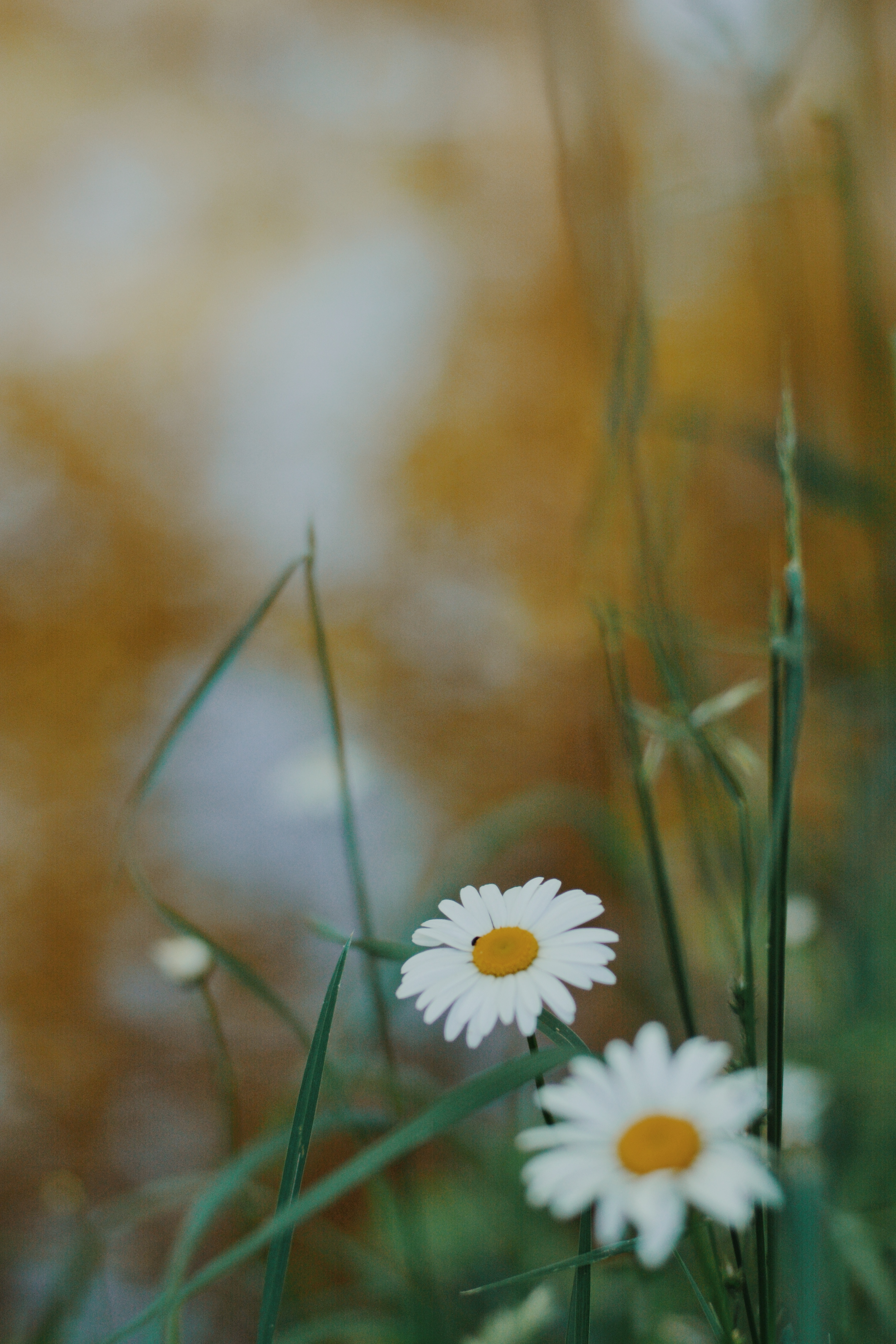 Macro flower photography