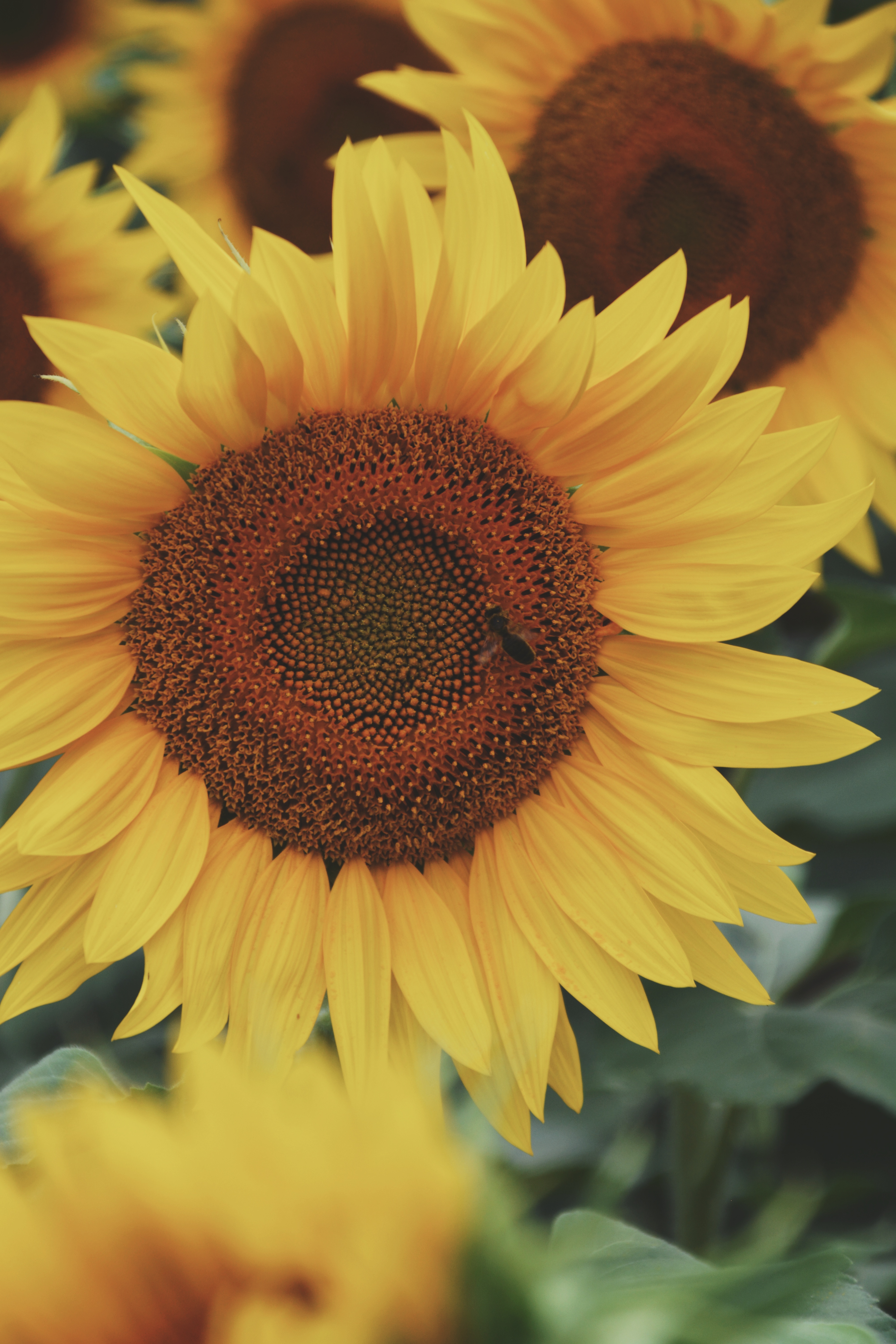 Sunflower photography