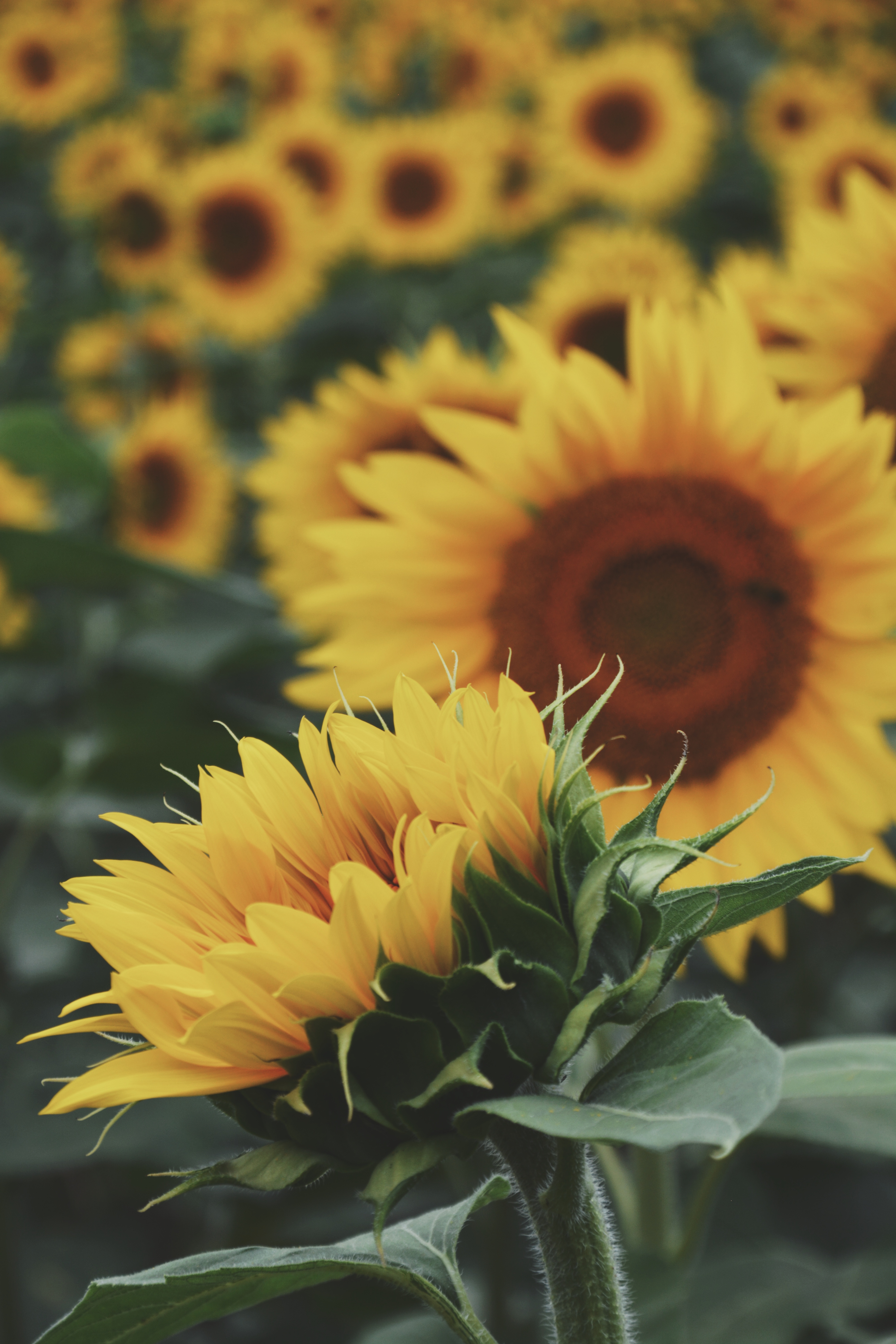 Sunflower photography