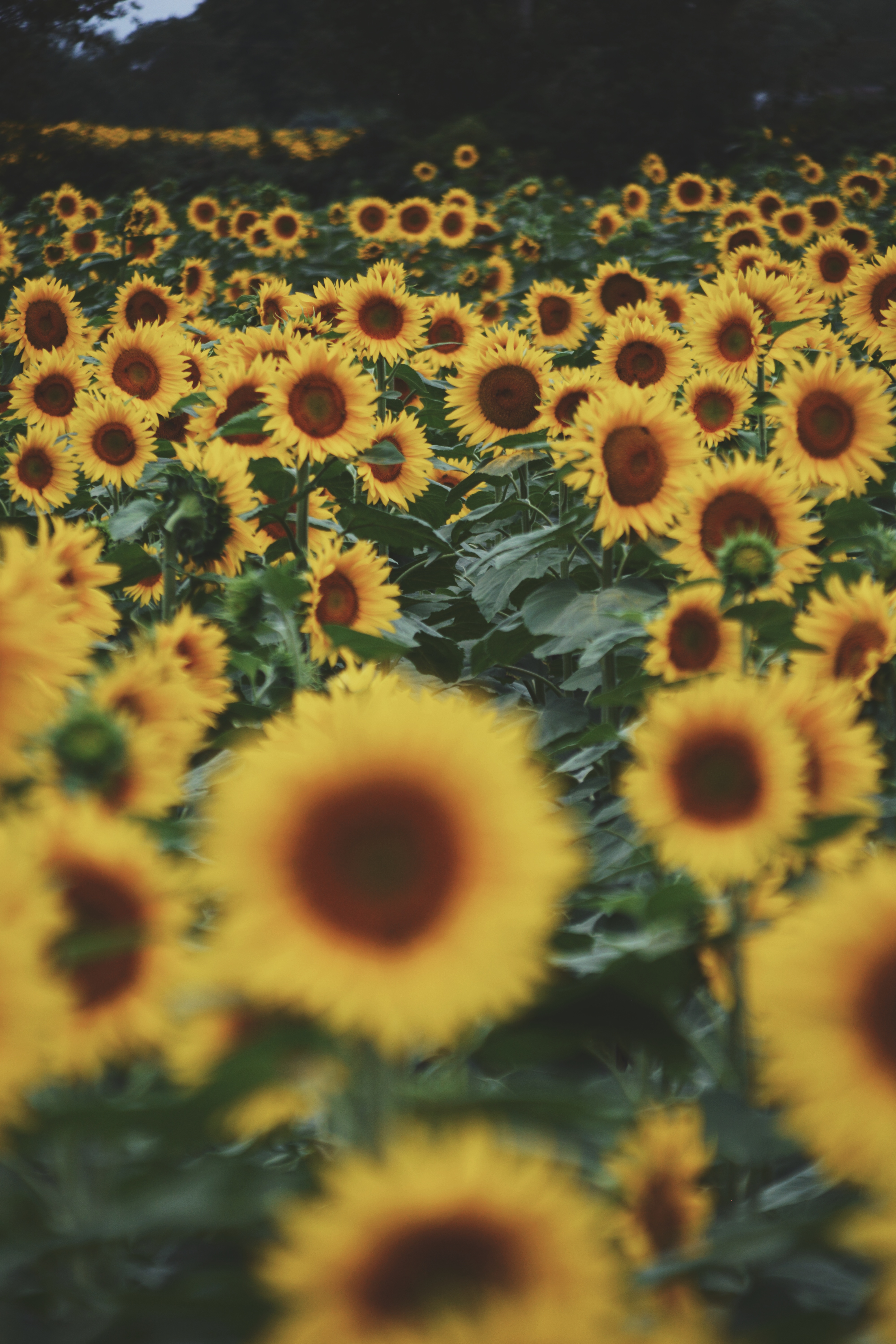 Sunflower photography