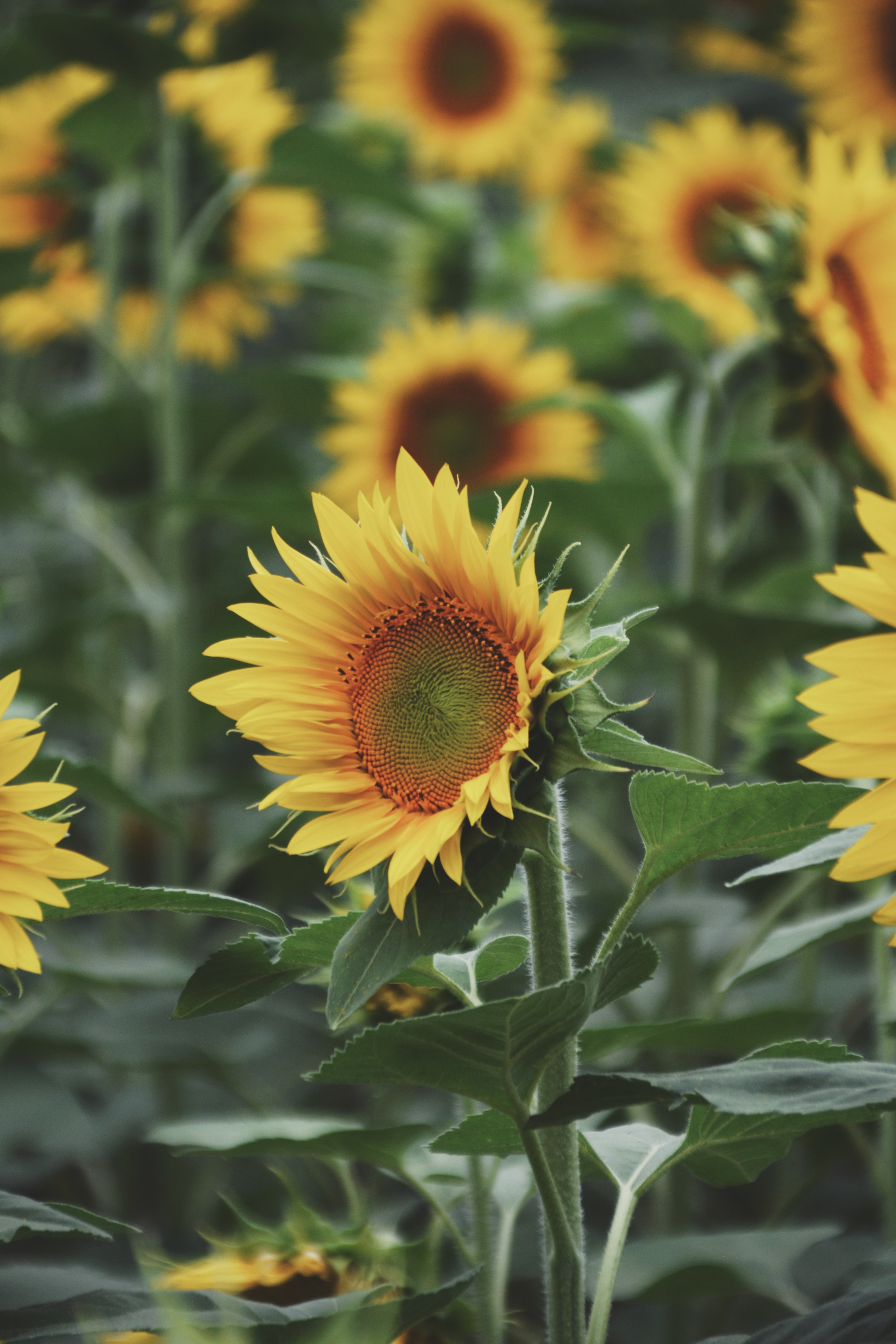 French sunflower fields