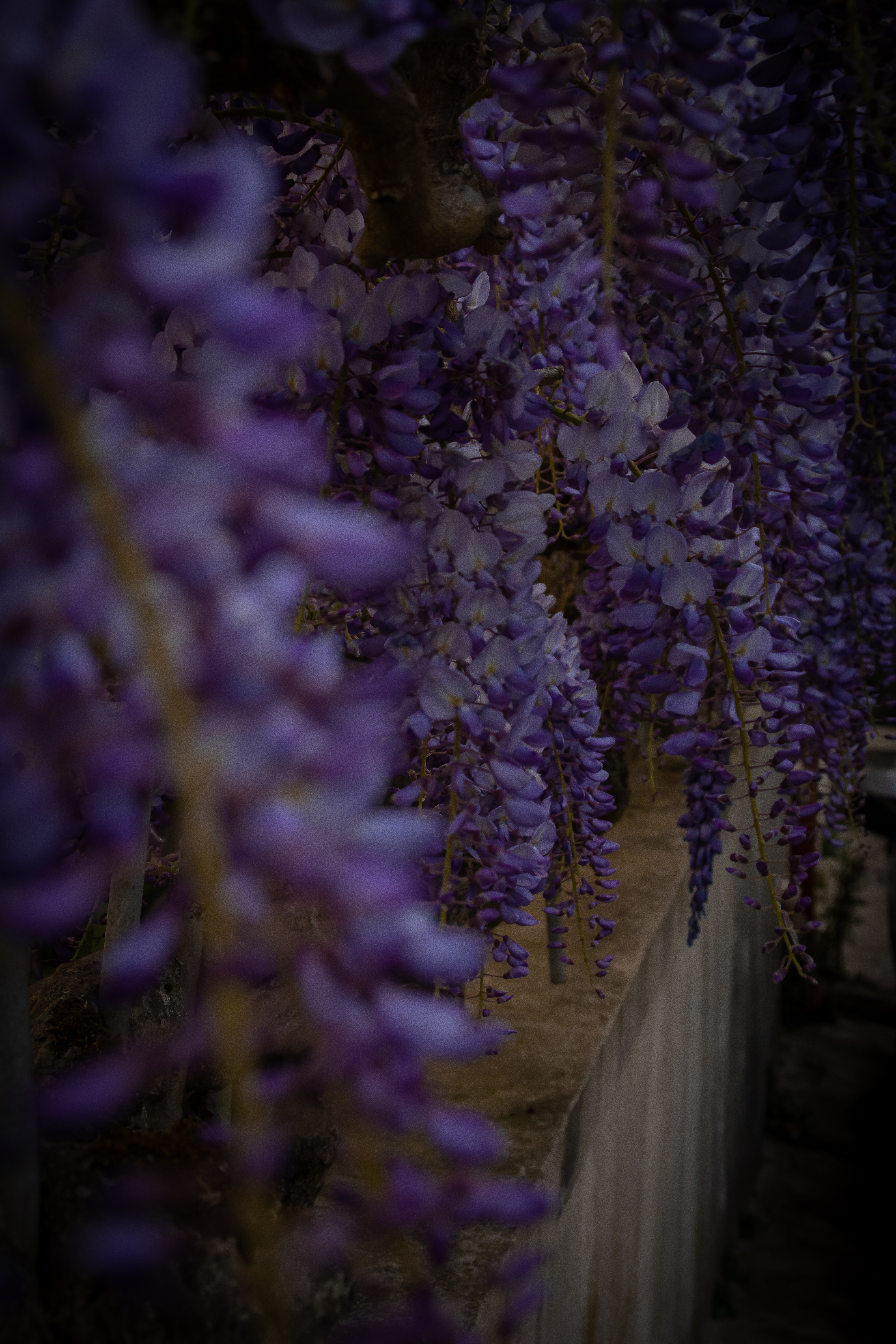 Wisteria hysteria photography