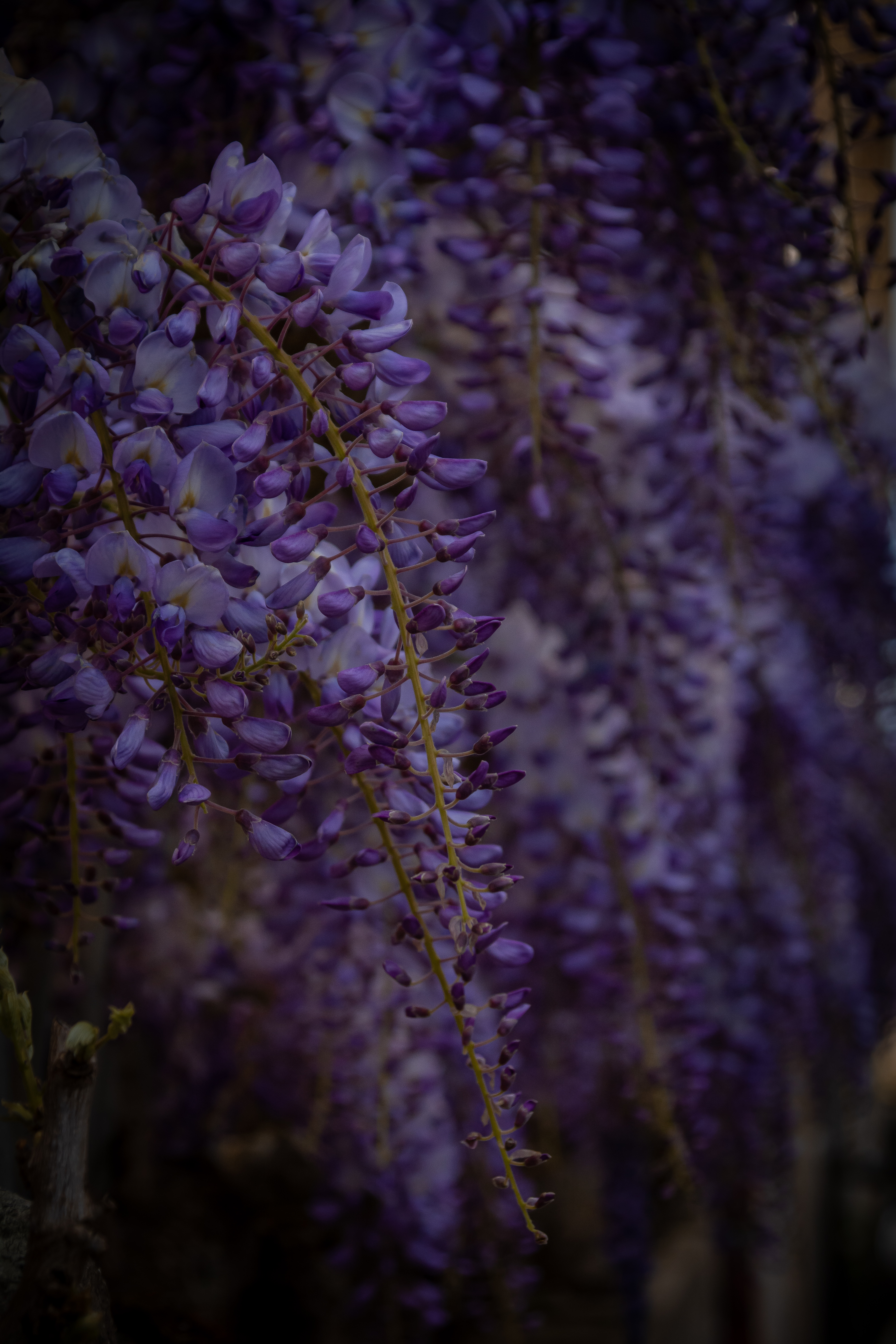 Wisteria hysteria photography