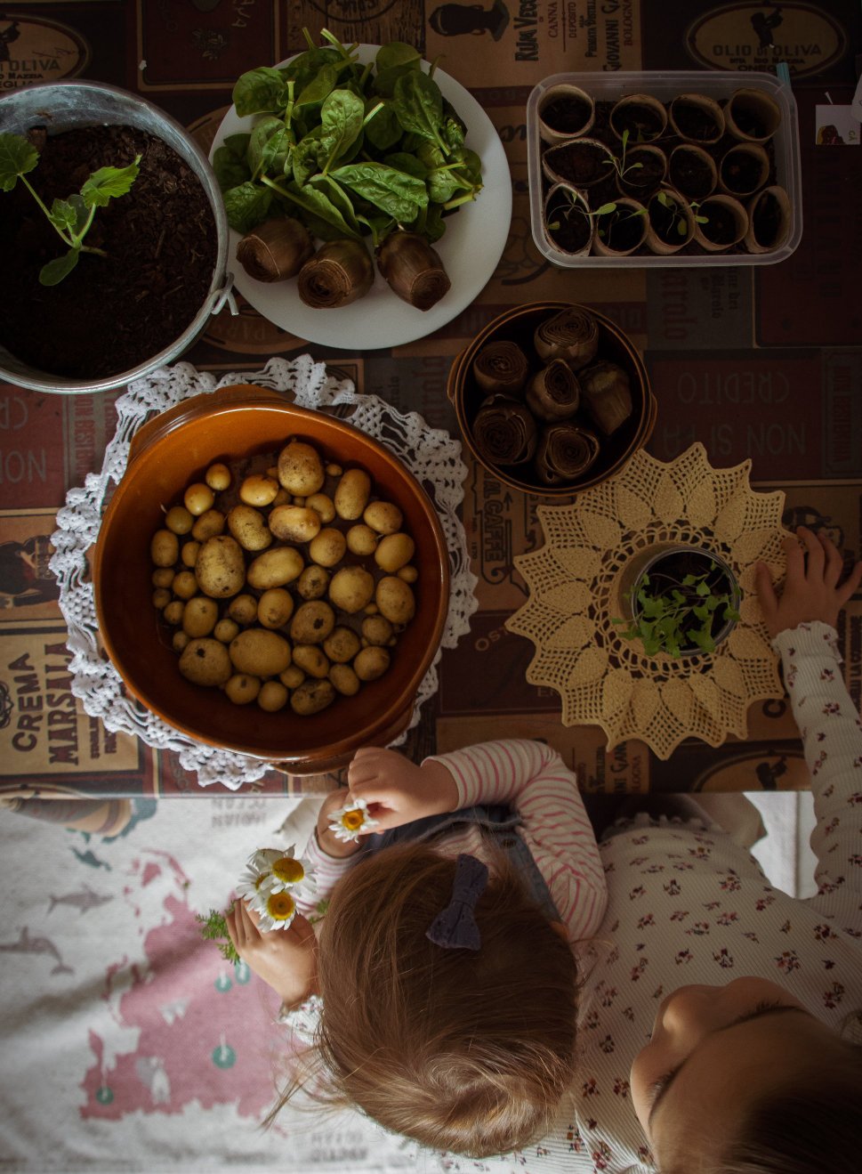 Toilet paper rolls starter pots